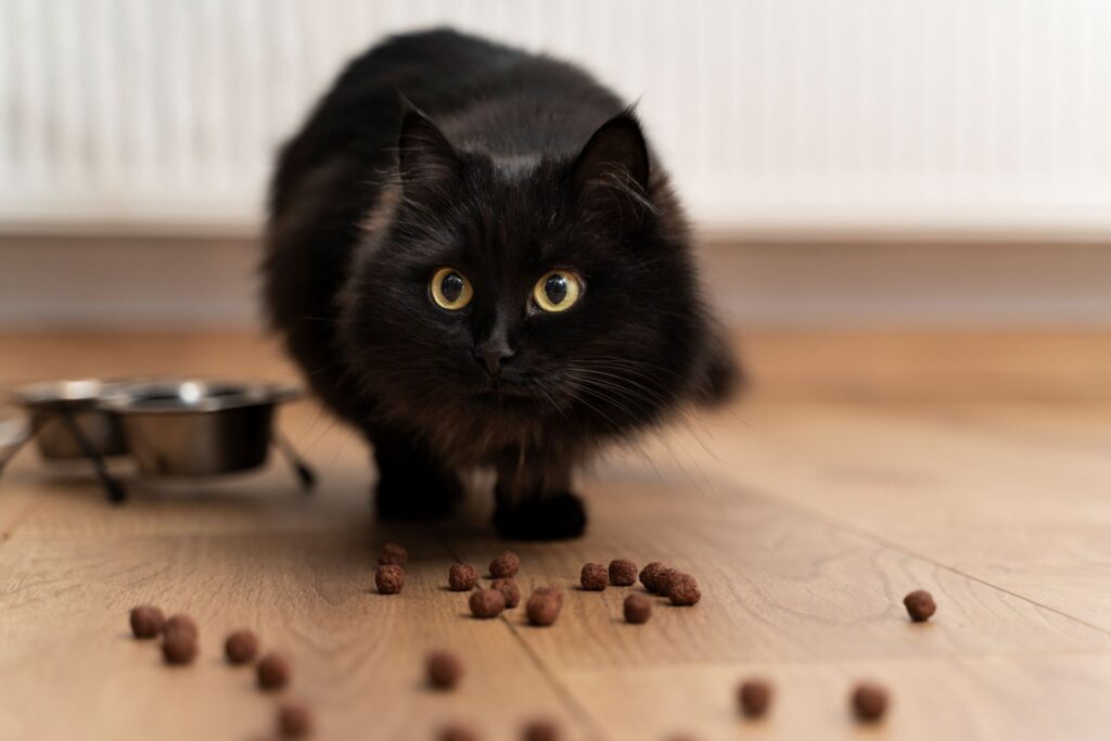 5 maneiras fáceis de manter seu gato em forma e saudável