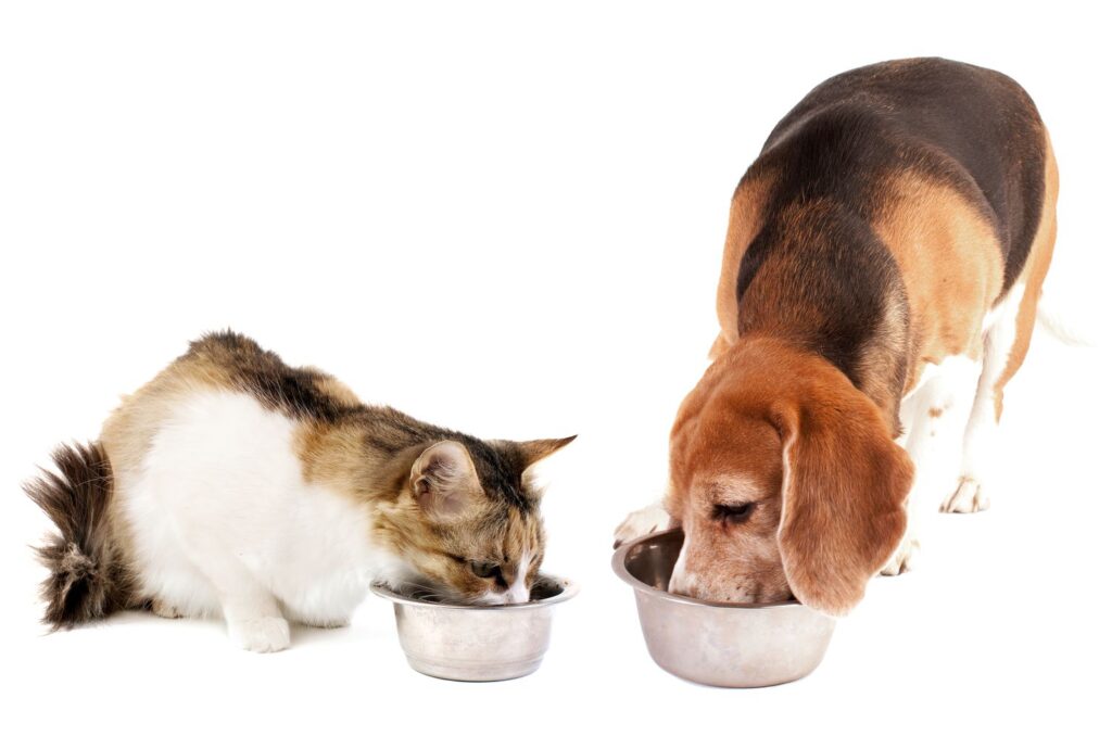 Simplifique sua vida com a assinatura de produtos para pets da Descontos Pro Pet!