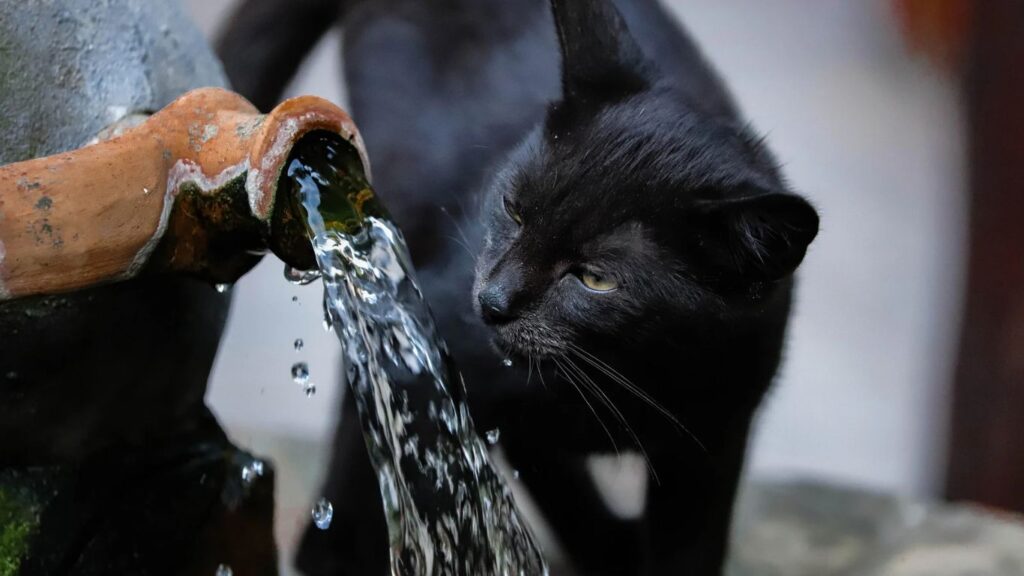 Problemas Renais nos Pets: Como Evitar e Como Tratar para Garantir a Saúde do seu Companheiro
