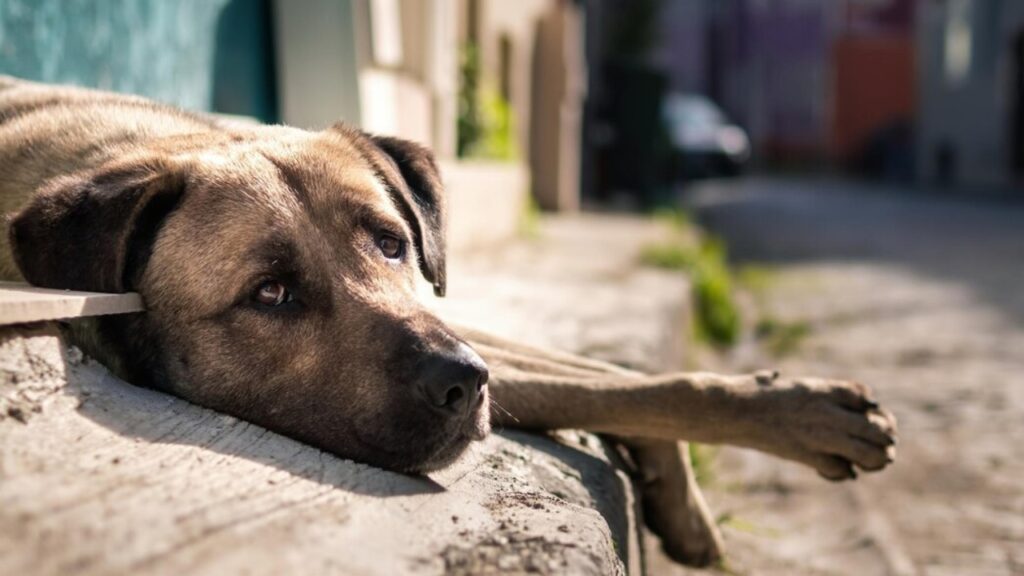 Saiba onde procurar por seu Pet perdido nas Enchentes do RS
